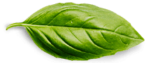 Stevi0cal Stevia leaf best natural zero calorie sweetener