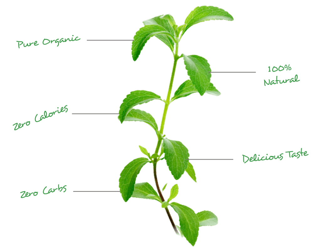 Steviocal Stevia leaf best natural stevia sweetener